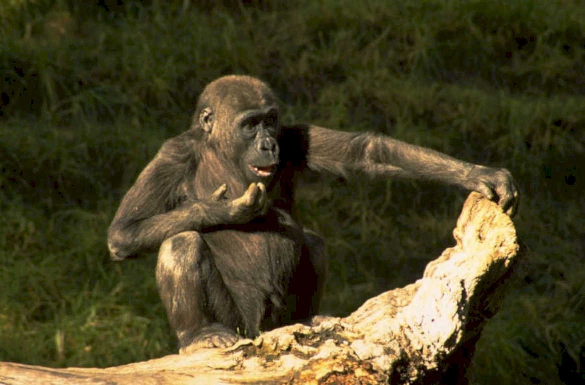 gorilla log branch 1980s 1990s A4 Photo Print