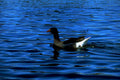gosling blue water1980s 1990s A4 Photo Print