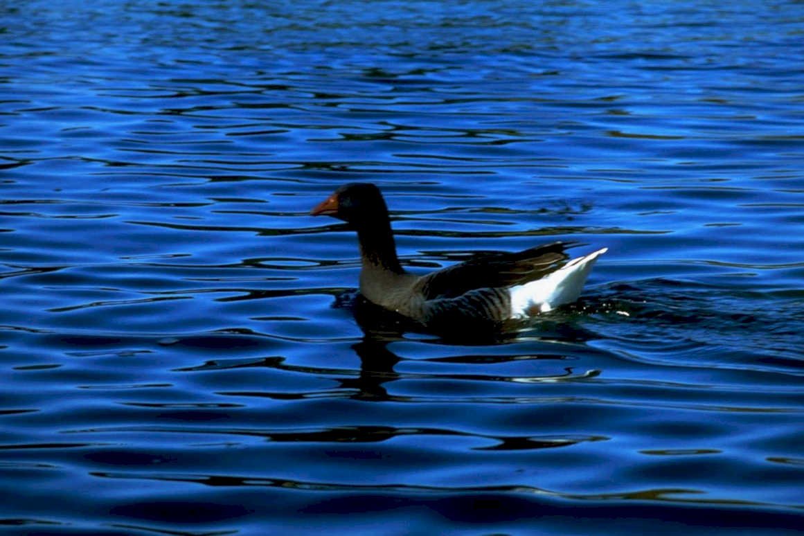 gosling blue water1980s 1990s A4 Photo Print