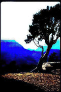 grand canyon juniper Vintage A4 Photo Print