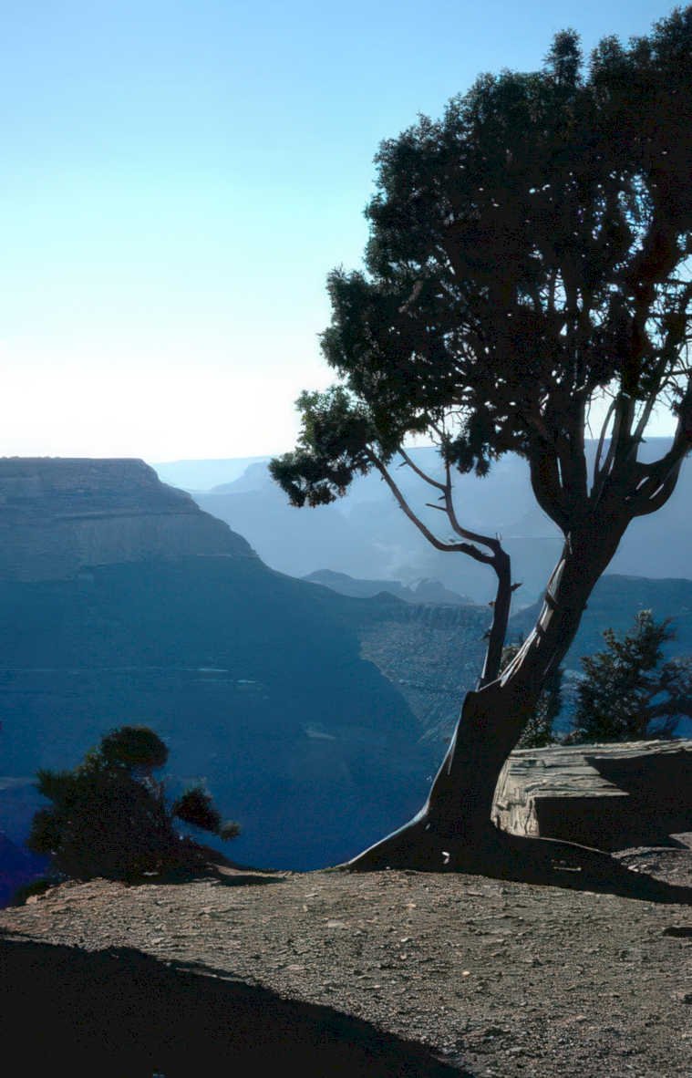grand canyon lone Vintage A4 Photo Print