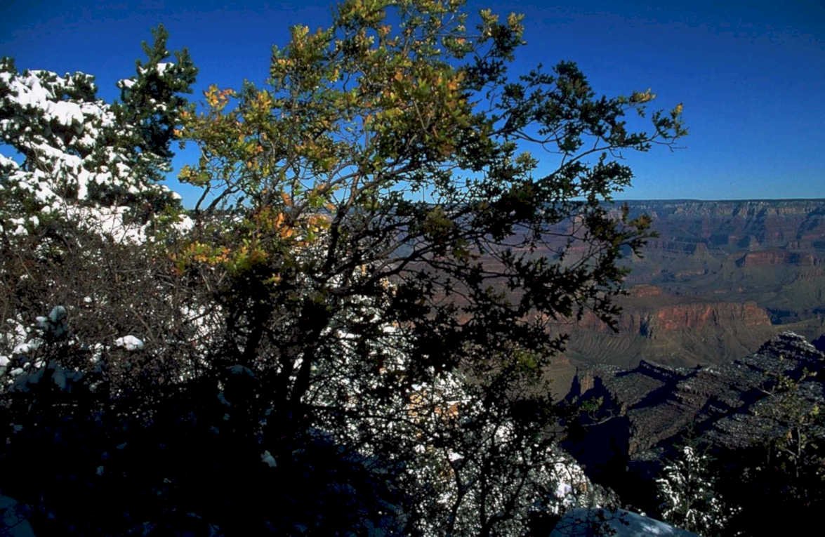 grand canyon winter 51980s 1990s A4 Photo Print