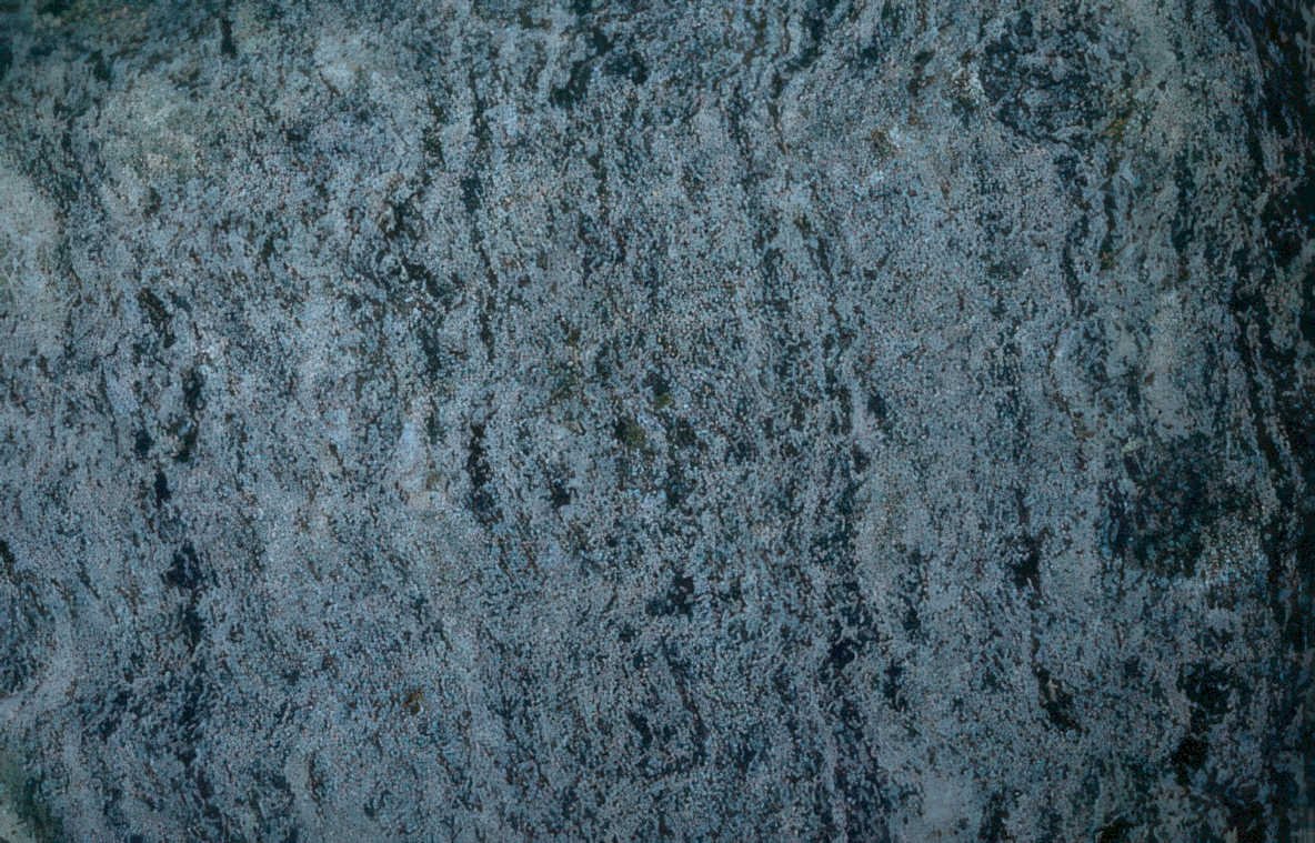 granite countertop texture 2 Vintage A4 Photo Print