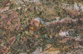 granite gneiss flower 1980s 1990s A4 Photo Print