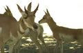 grants gazelle herd Vintage A4 Photo Print