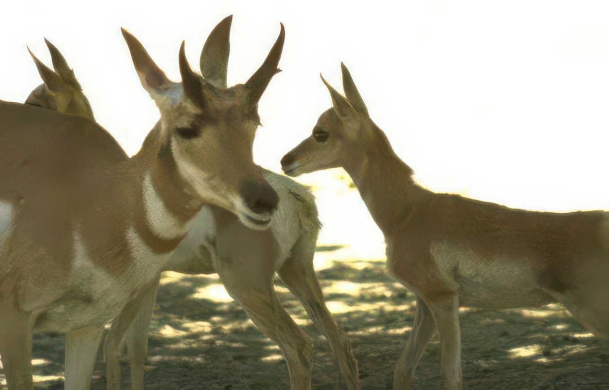 grants gazelle herd Vintage A4 Photo Print