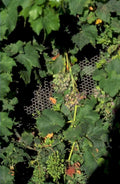 grapevine harvest support 1980s 1990s A4 Photo Print