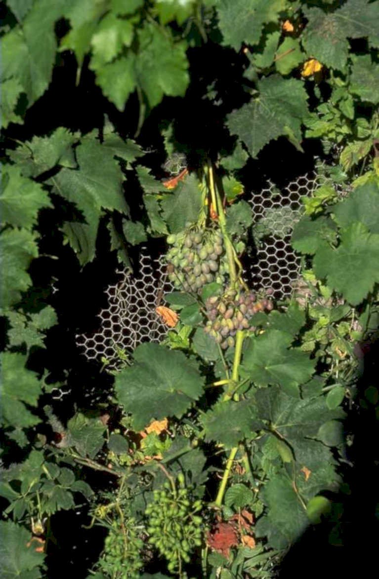 grapevine harvest support 1980s 1990s A4 Photo Print