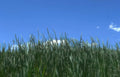 grass field sky Vintage A4 Photo Print