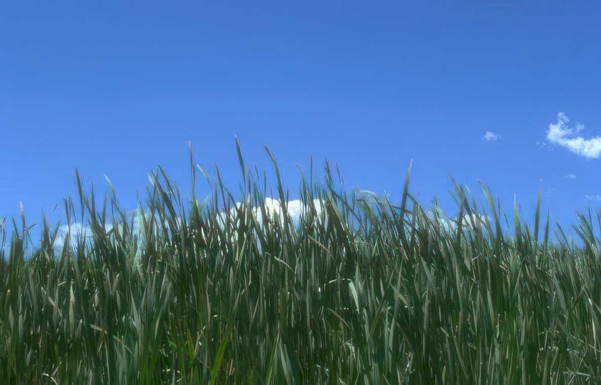 grass field sky Vintage A4 Photo Print