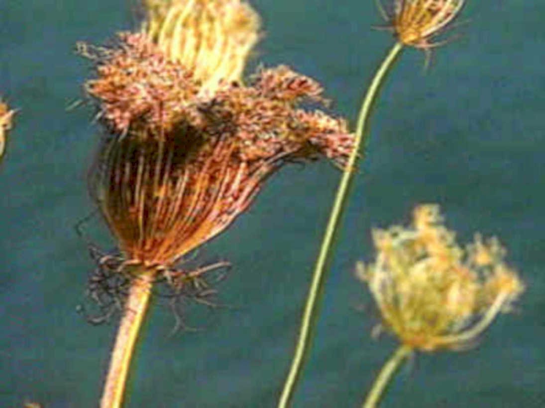 grass seed carex1980s 1990s A4 Photo Print
