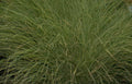 grass seed heads Vintage A4 Photo Print