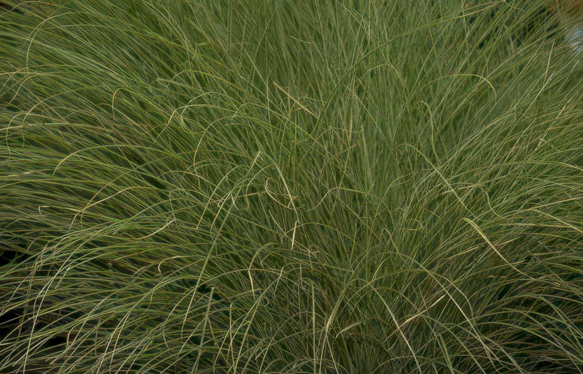 grass seed heads Vintage A4 Photo Print