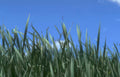 grass sky blades Vintage A4 Photo Print