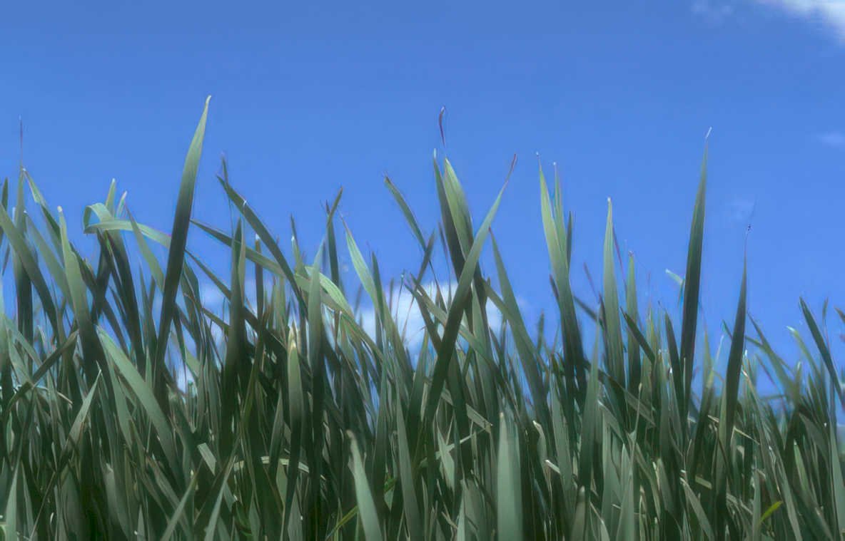 grass sky blades Vintage A4 Photo Print