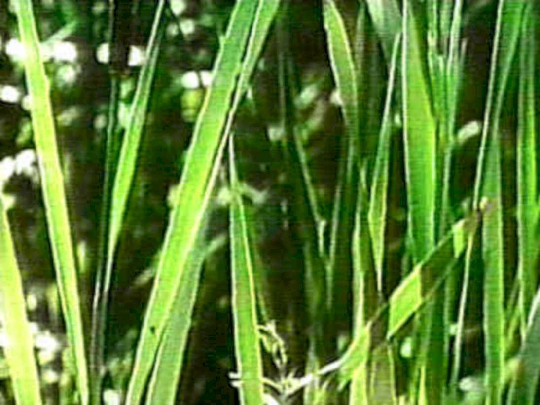 grass wind daylight1980s 1990s A4 Photo Print