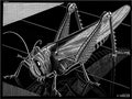 grasshopper mc escher 1935 A4 Photo Print