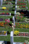graveyard cemetery flowers 1980s 1990s A4 Photo Print