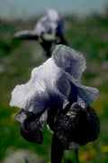 gray black iris1980s 1990s A4 Photo Print