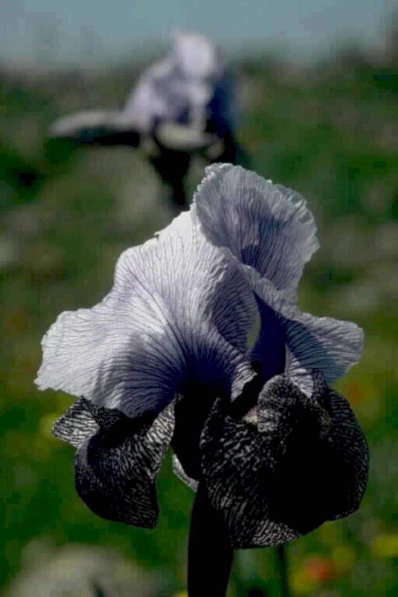 gray black iris1980s 1990s A4 Photo Print
