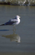 gray gull reflection 1980s 1990s A4 Photo Print