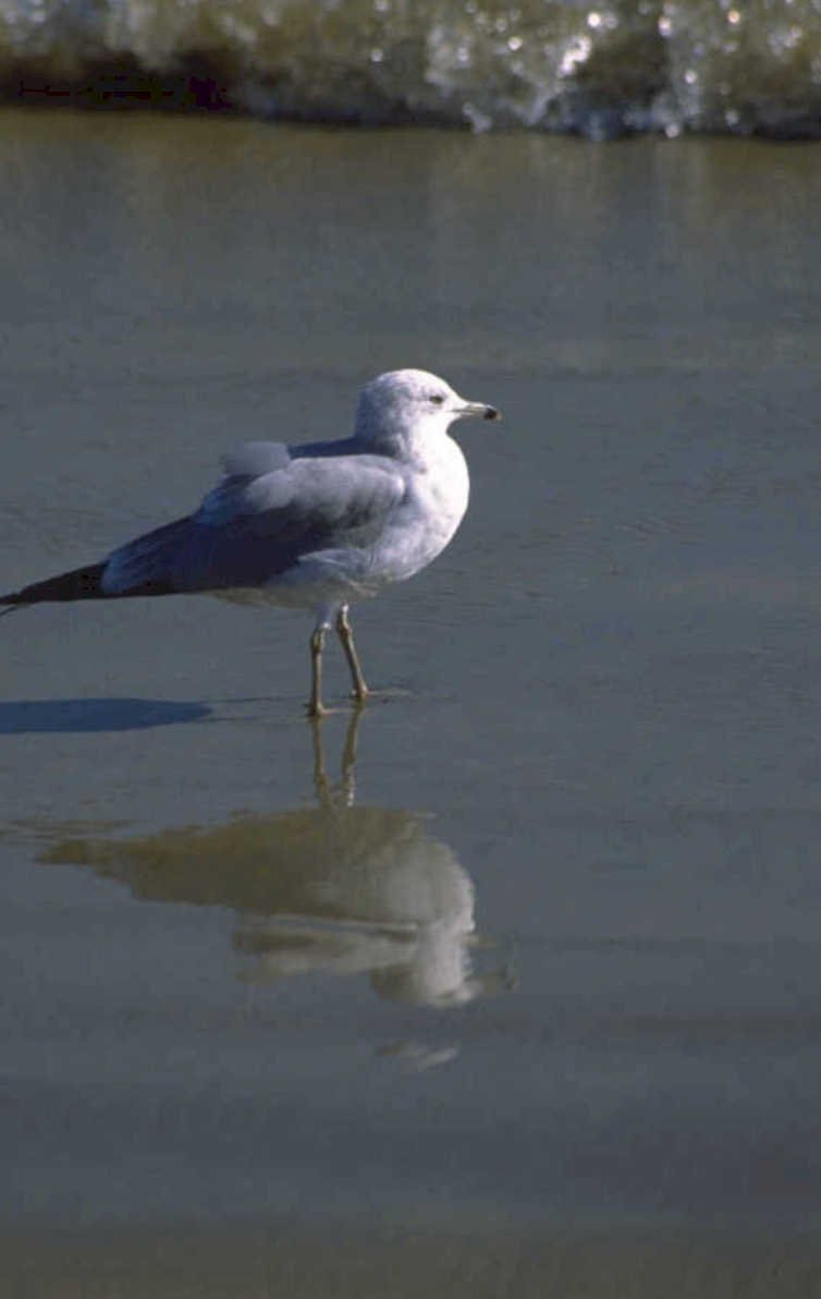 gray gull reflection 1980s 1990s A4 Photo Print