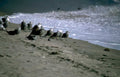 gray gulls beach Vintage A4 Photo Print