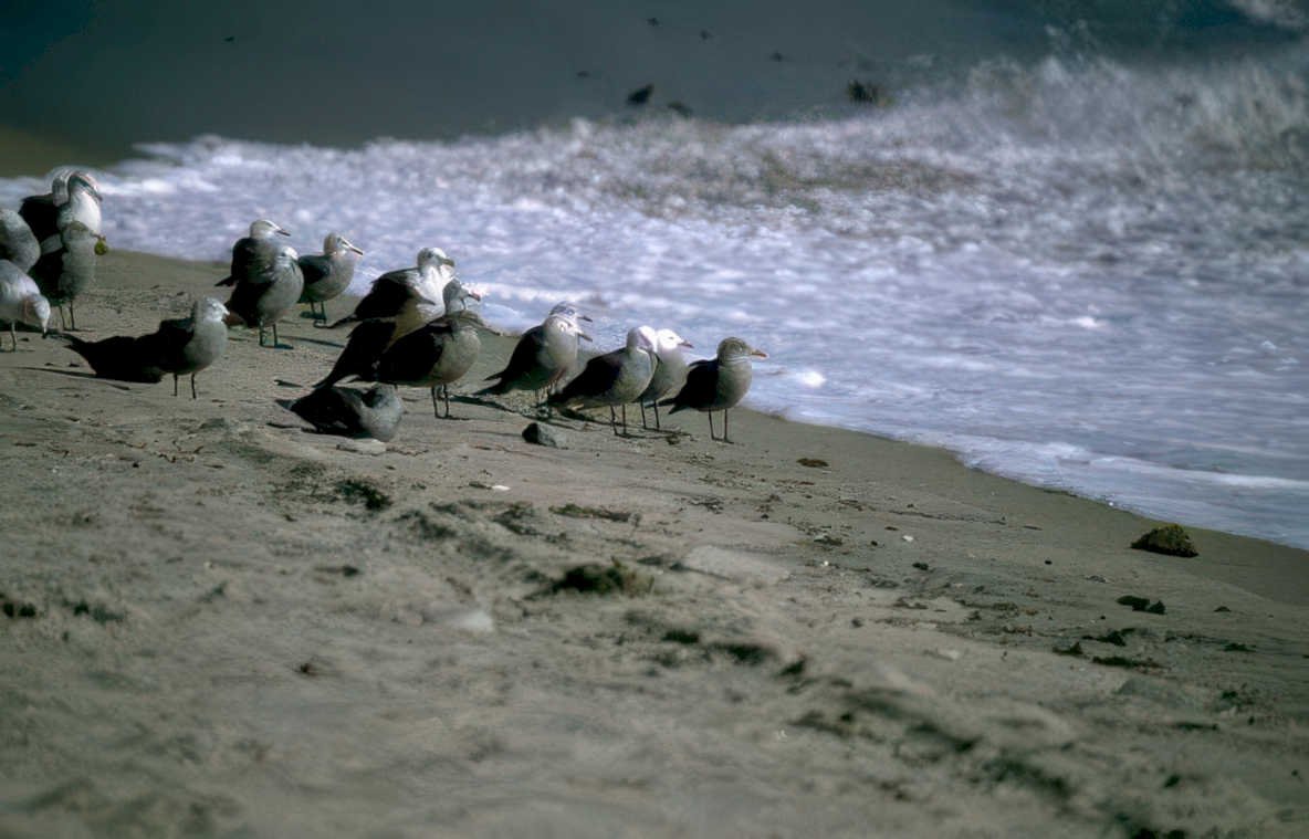 gray gulls beach Vintage A4 Photo Print