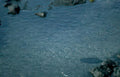 gray pebbly beach Vintage A4 Photo Print