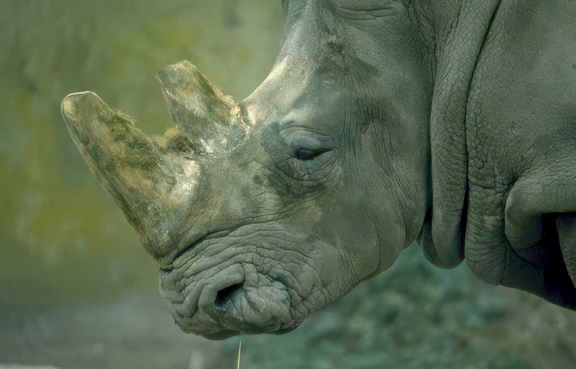 gray rhino horn Vintage A4 Photo Print