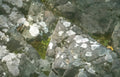 gray rock lichen Vintage A4 Photo Print