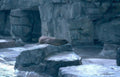 gray seal rock Vintage A4 Photo Print