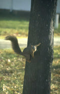 gray squirrel autumn Vintage A4 Photo Print
