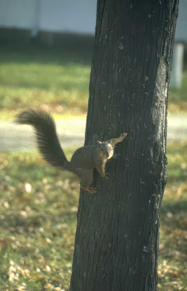 gray squirrel autumn Vintage A4 Photo Print