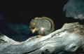 gray squirrel nut Vintage A4 Photo Print