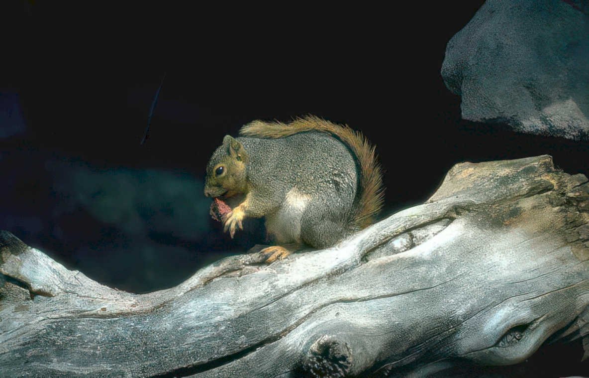 gray squirrel nut Vintage A4 Photo Print