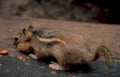 gray squirrel sunflower Vintage A4 Photo Print