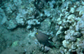 gray tang reef 1 Vintage A4 Photo Print