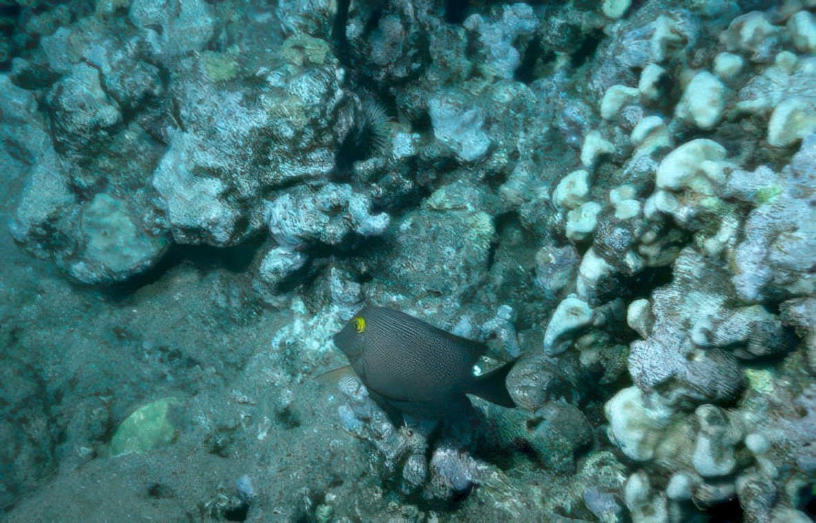 gray tang reef 1 Vintage A4 Photo Print