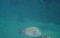 gray tang reef 1980s 1990s A4 Photo Print