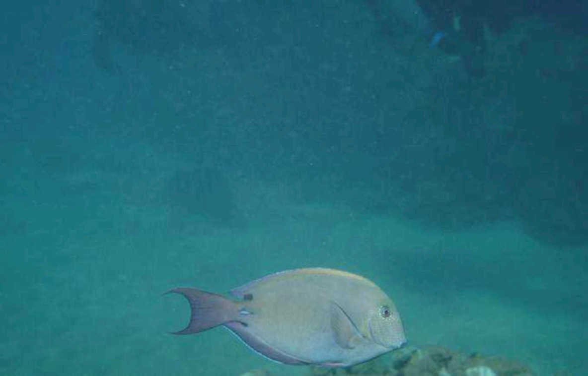 gray tang reef 1980s 1990s A4 Photo Print