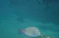 gray tang reef 2 Vintage A4 Photo Print