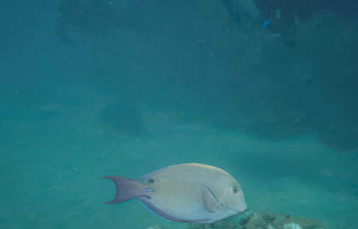 gray tang reef 2 Vintage A4 Photo Print