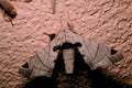 gray underwing moth1980s 1990s A4 Photo Print