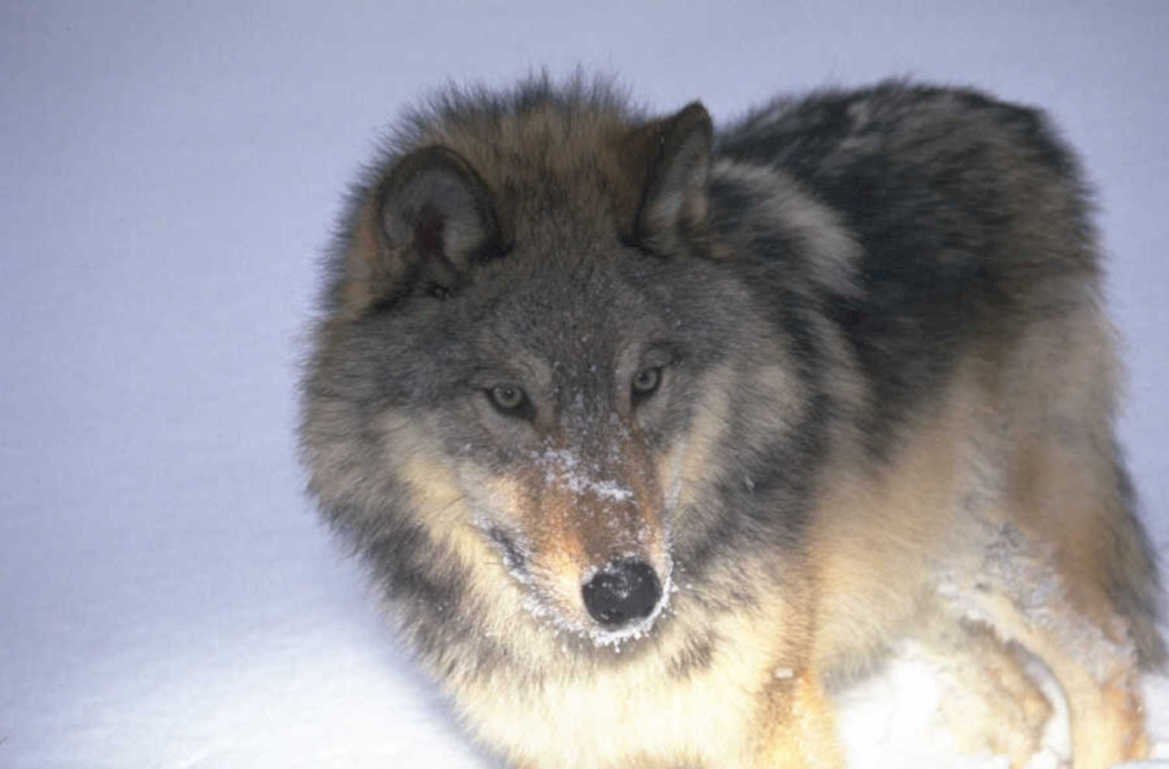 gray wolf arctic 1980s 1990s A4 Photo Print