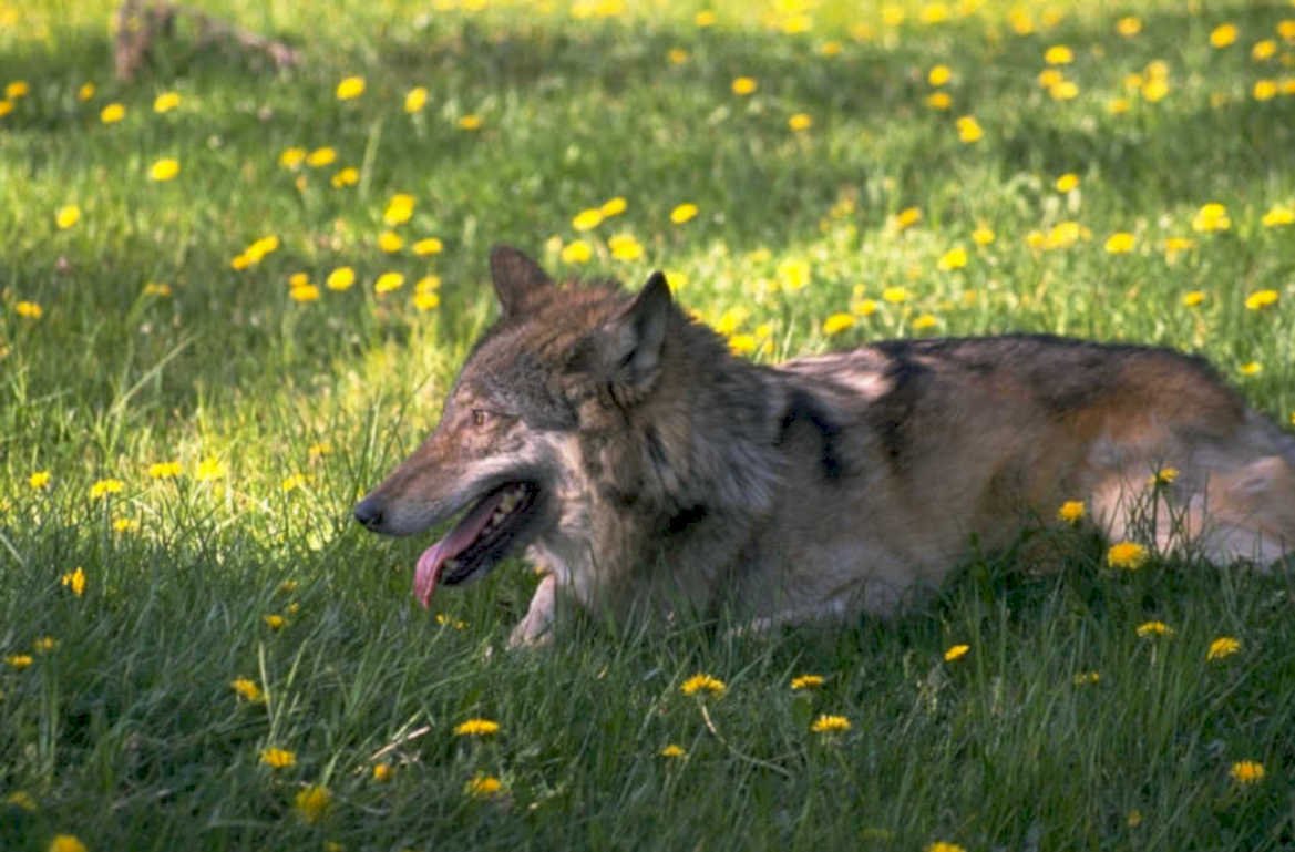 gray wolf dandelions 1980s 1990s A4 Photo Print