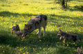 gray wolf puppies 1980s 1990s A4 Photo Print