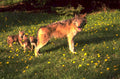 gray wolf pups 1980s 1990s A4 Photo Print