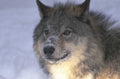 gray wolf snowscape 1980s 1990s A4 Photo Print