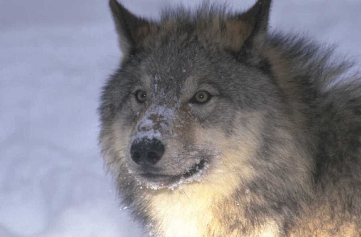 gray wolf snowscape 1980s 1990s A4 Photo Print